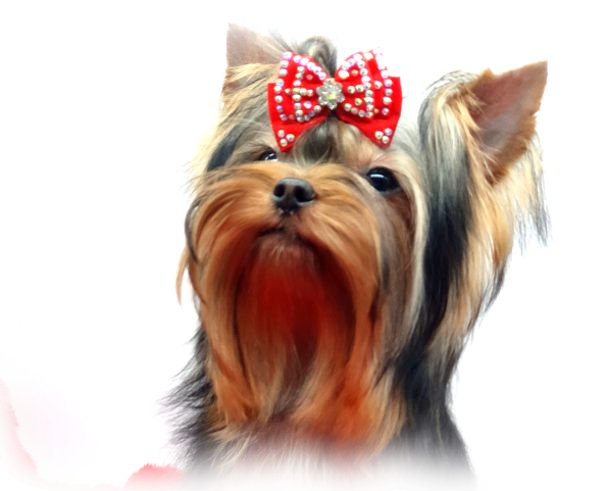 Yorkshire Terrier hodowla FCI miniaturka