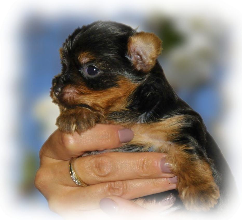 Yorkshire Terrier szczeniak FCI hodowla 